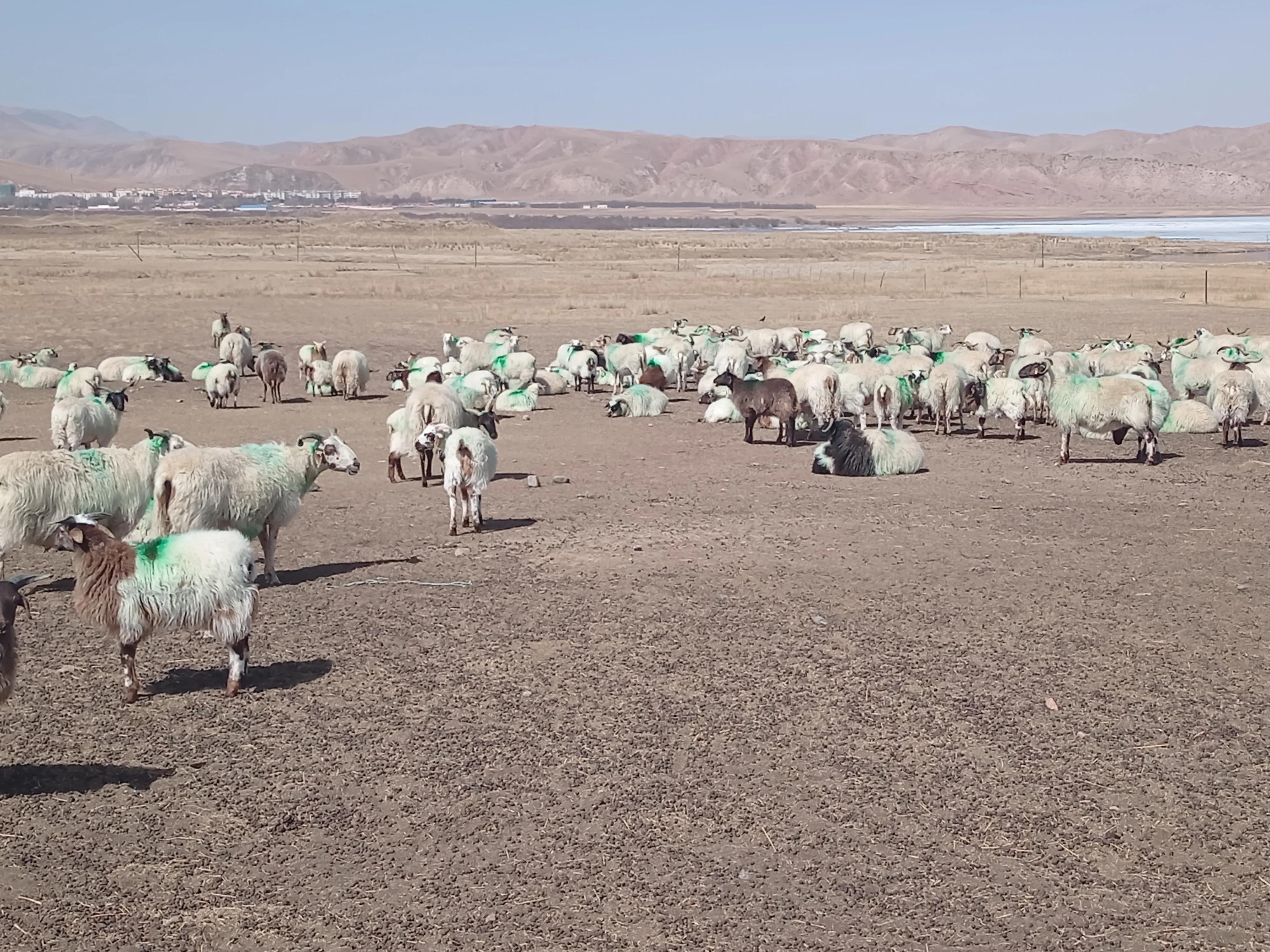 2022年养羊50只，能不能养家糊口？养殖户从3个角度给出答案