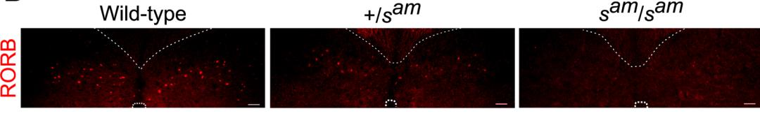 兔子跳肘倒立,为什么有些兔子可以倒立行走