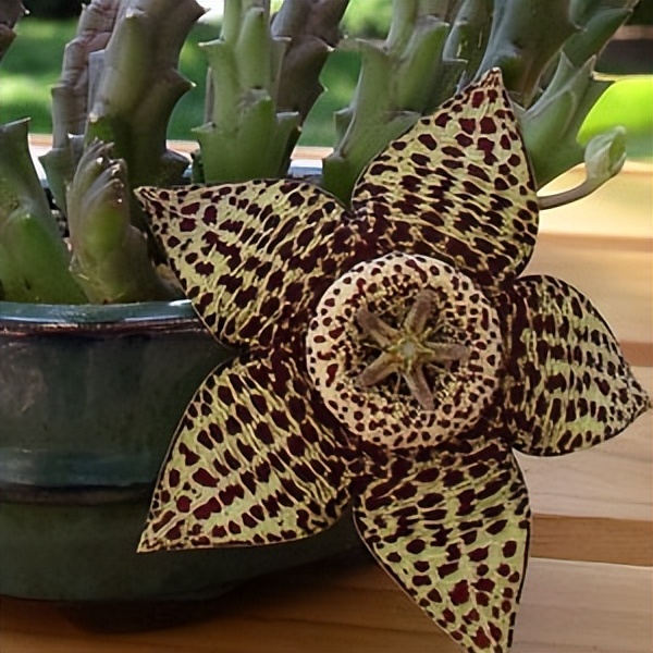 102个大类近500个多肉植物图片，都极其美丽，建议在家中也养一盆