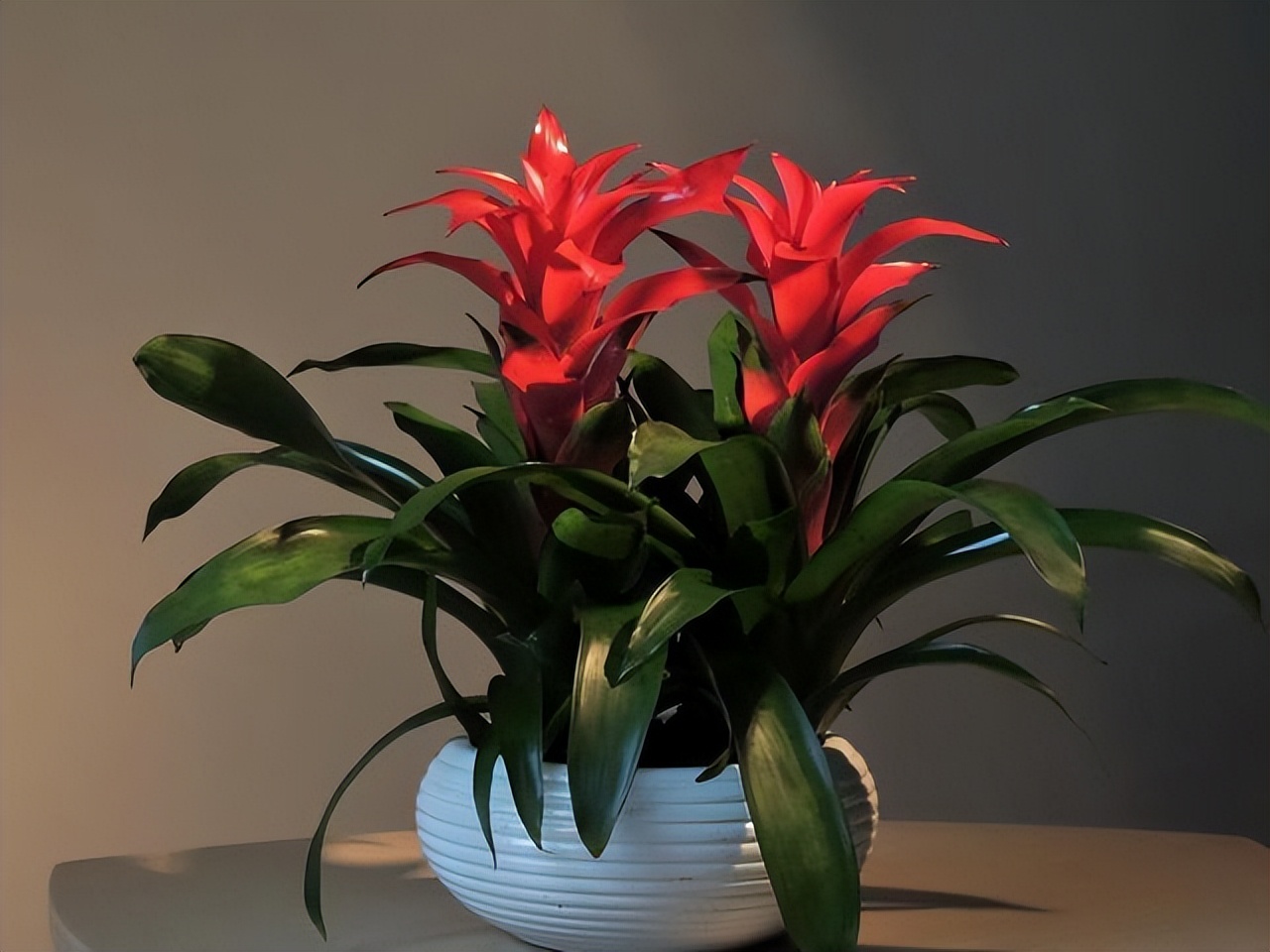 适合养在室内的吉利花有哪些,适合在北方养的吉利花