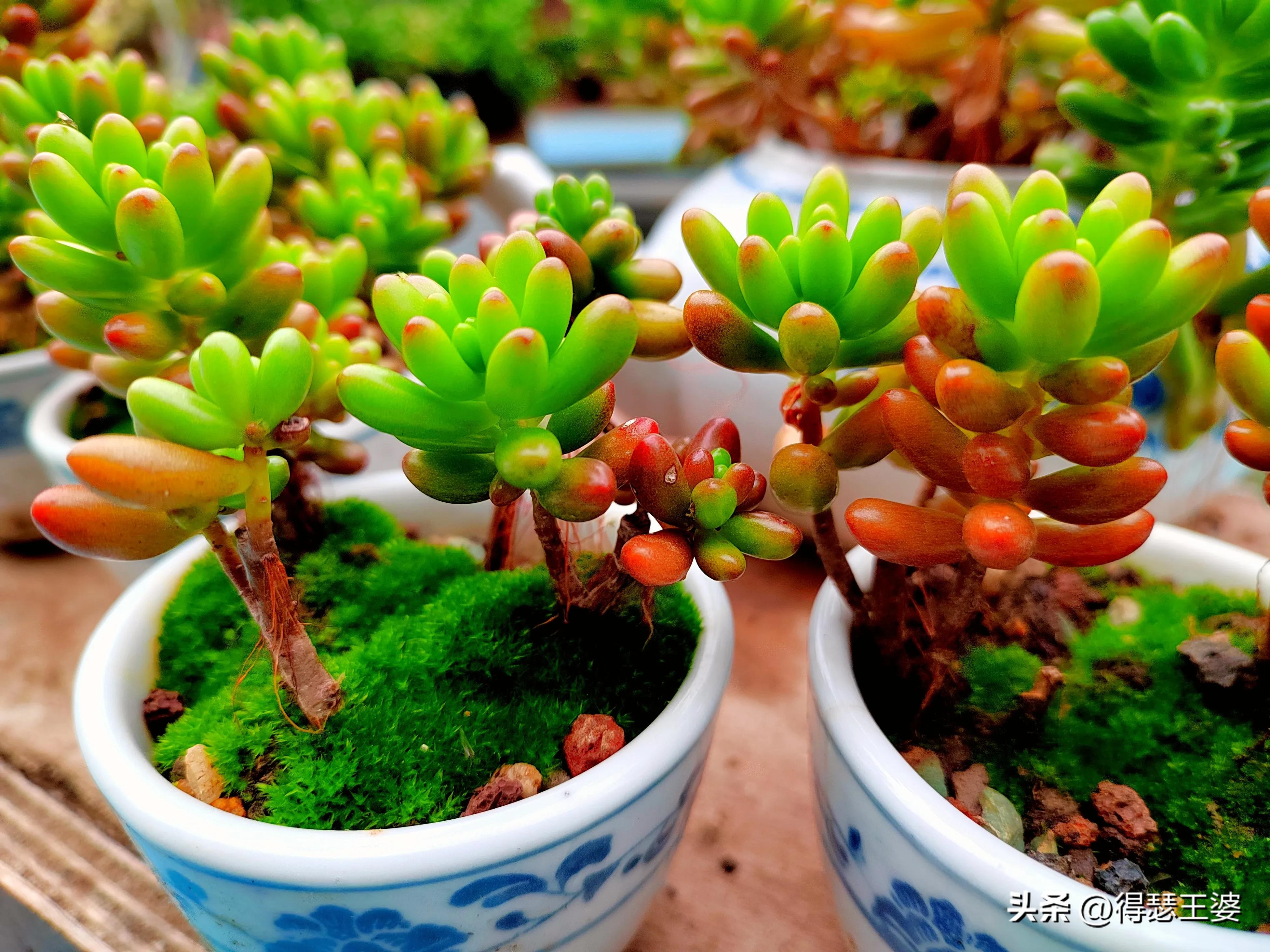 有什么办法切割酒瓶,陶瓷酒瓶如何切开种花