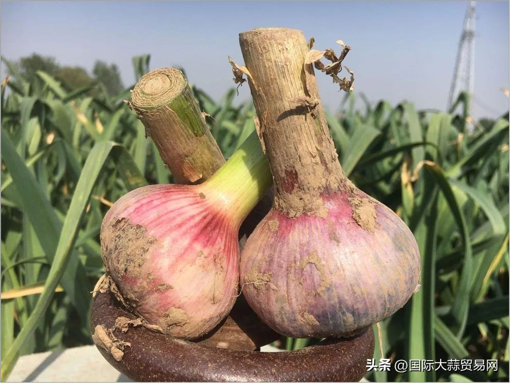 蒜苔大量上市,鲜蒜和干蒜价格差多少