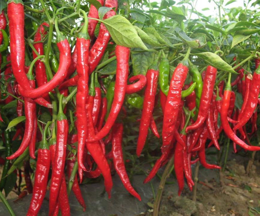 肛门潮湿瘙痒还臭用盐水能缓解吗,肛门潮湿瘙痒灼热伴有尿频尿灼热