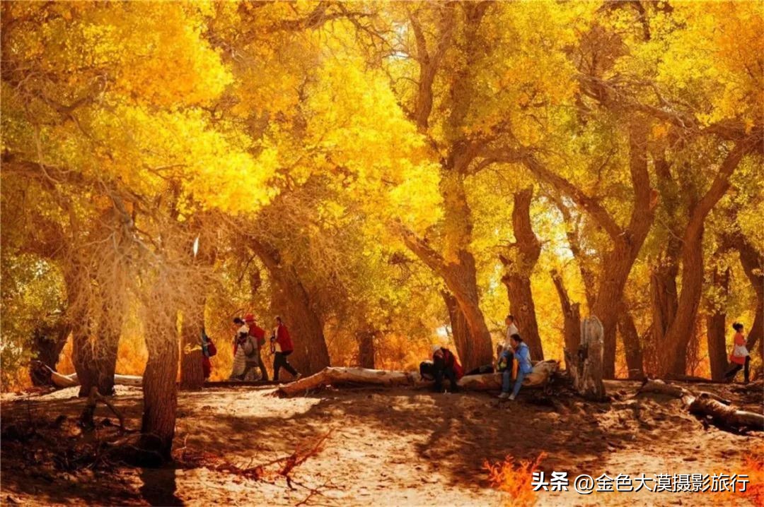 额济纳赏胡杨视频,赤峰额济纳赏胡杨