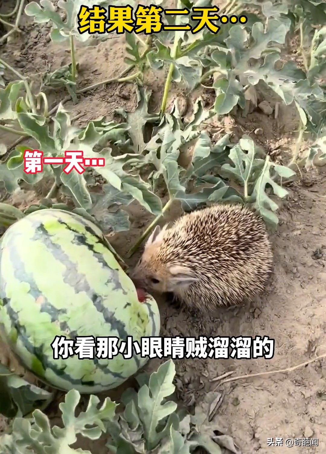 女子放过偷西瓜的刺猬结果,刺猬偷瓜被放生后次日带同伙作案