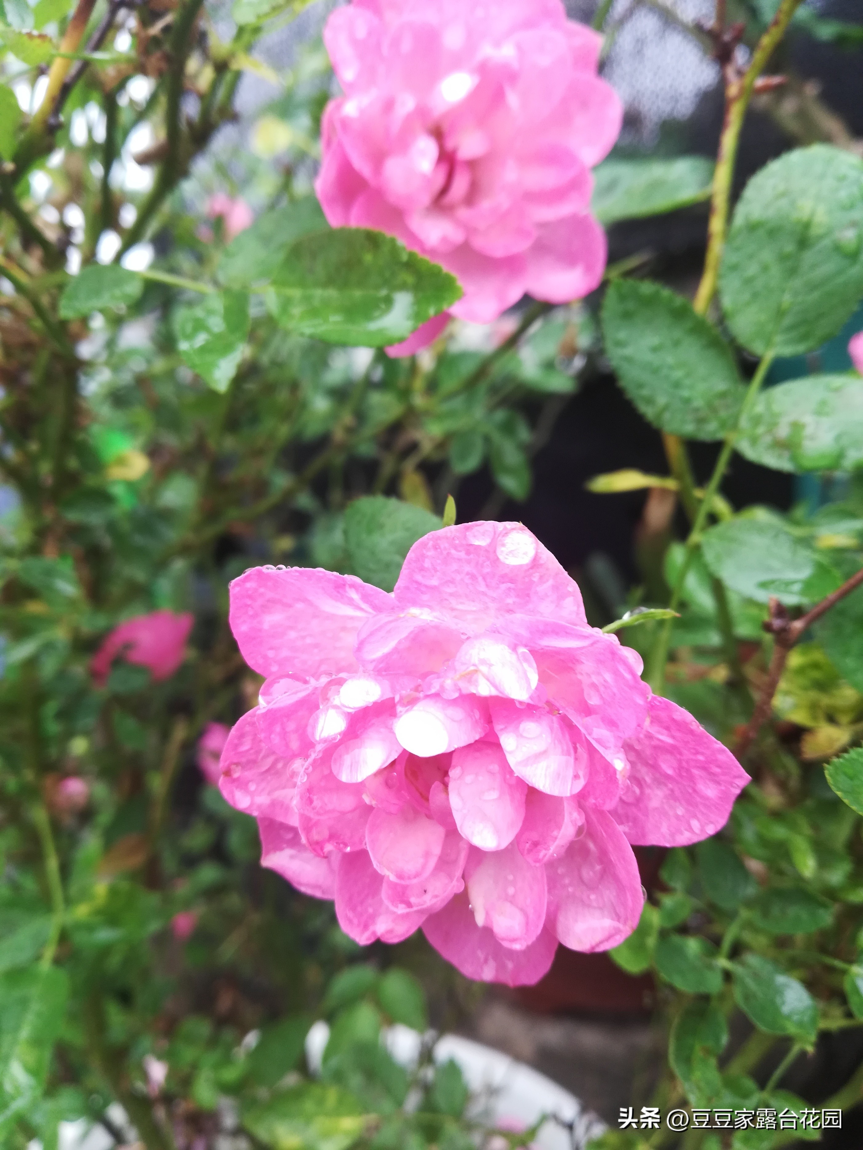 天荷繁星月季怎么扦插,天荷繁星月季开花过程