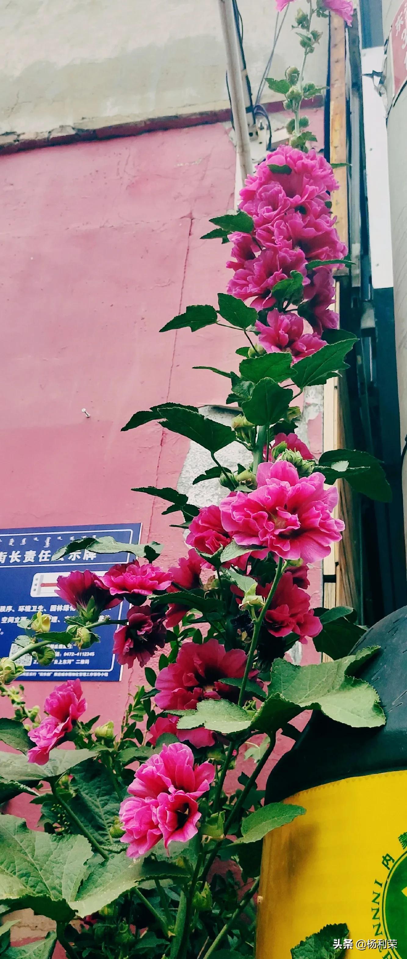 七律人生感悟二十八首,最经典的七律20首