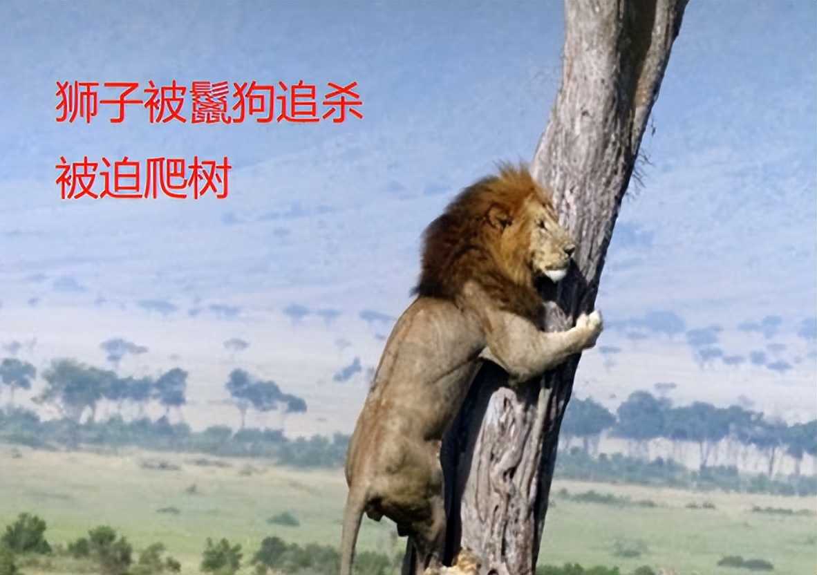 雌狮惨遭鬣狗集体围攻事件,鬣狗与母狮打架真实视频