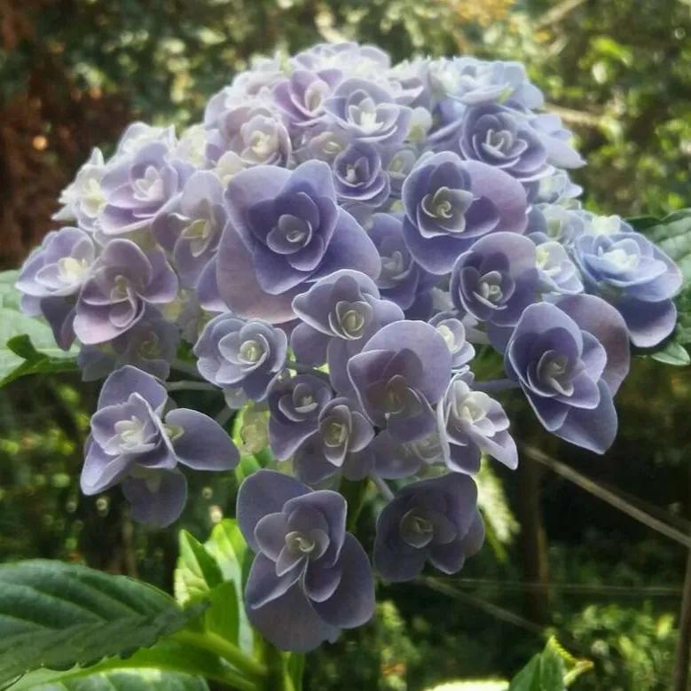 开眼界了!五大突出特征让这种“球花”魔力无限,人见人爱