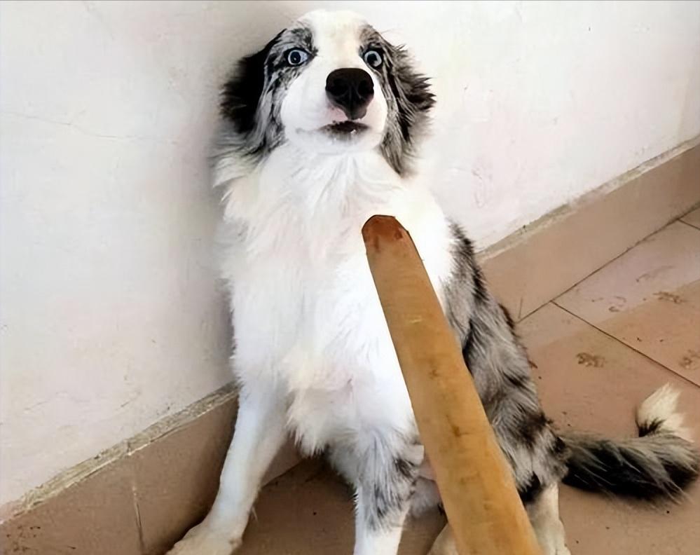 再生气也不要经常去打狗,就算你再生气也不要对别人发脾气