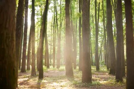 飞猪神州租车,神州租车五一租车什么时候开放