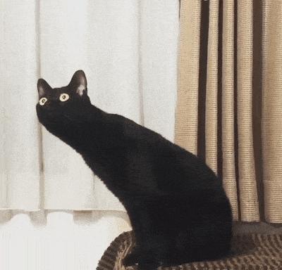 猫中二哈还真的与众不同,网友称为猫中二哈指的是什么猫