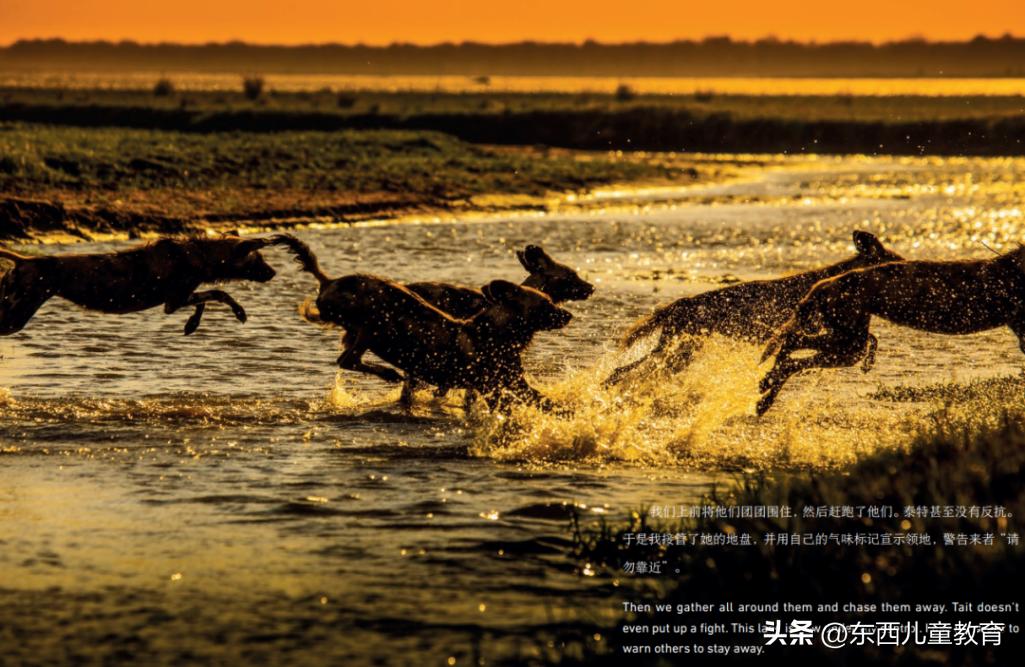 法布尔昆虫记立体书适合3-6岁儿童,法布尔昆虫记青少版必读