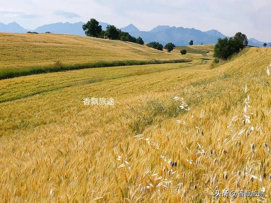 新疆伊犁州江布拉克,新疆奇台江布拉克