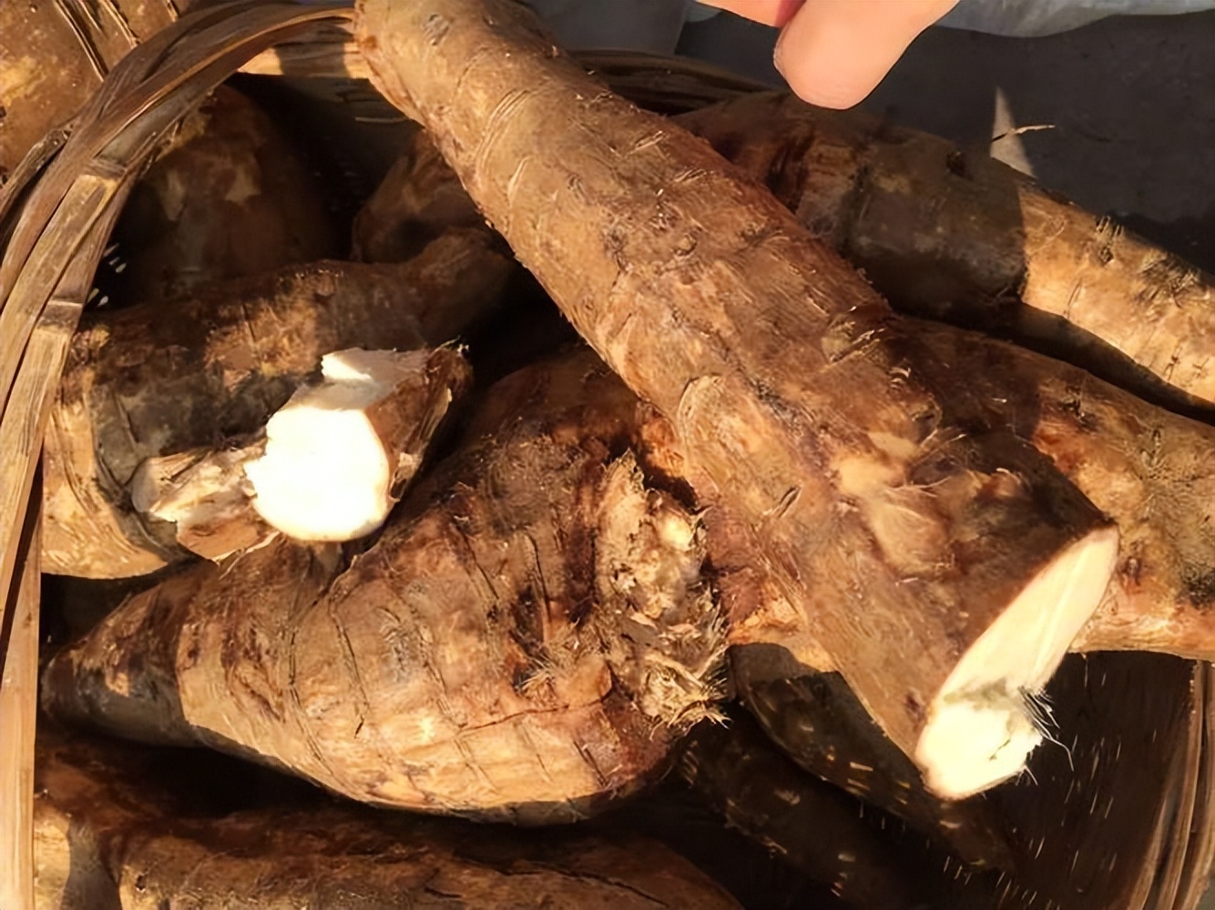 葛根泛滥成灾视频,为什么葛根可以在美国泛滥