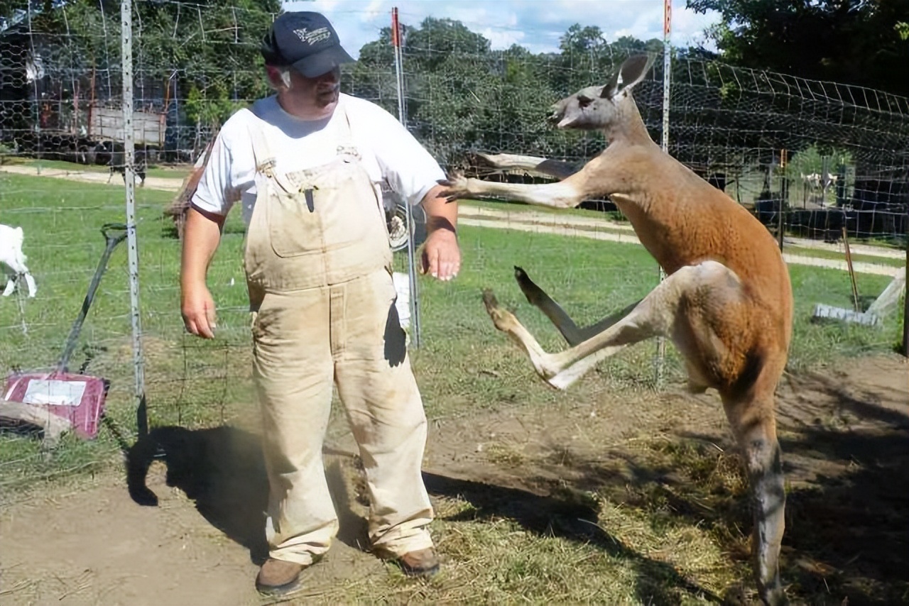袋鼠和澳大利亚袋鼠打架,澳洲袋鼠和人打架