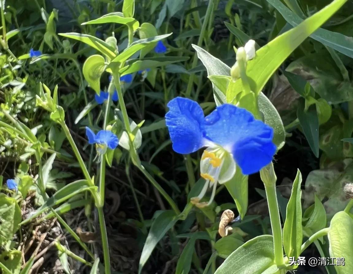 怎样解决除草剂对树的危害,十大恶性杂草除草方案