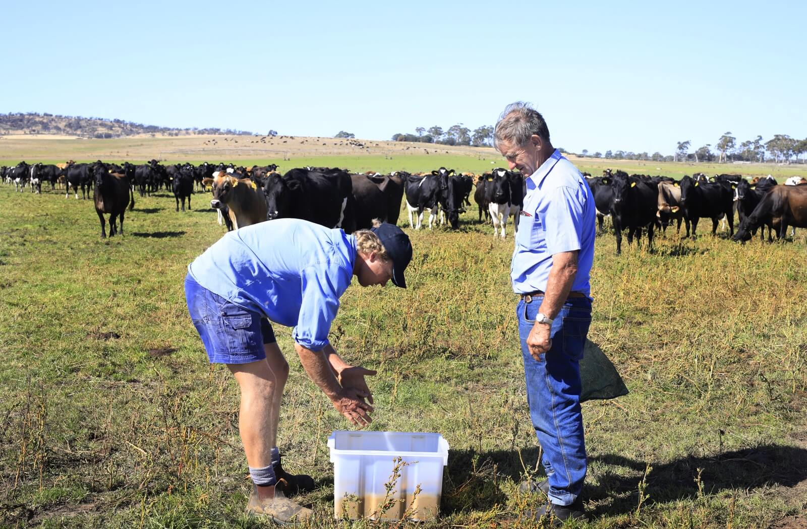 屎壳郎漂洋过海,屎壳郎出口澳大利亚时间