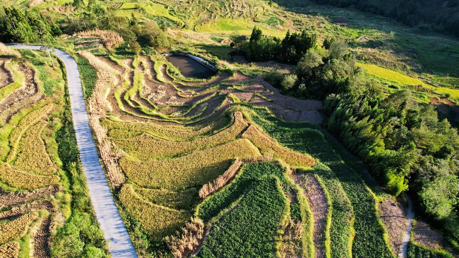 稻菽飘香各地丰收忙,稻菽飘香图片