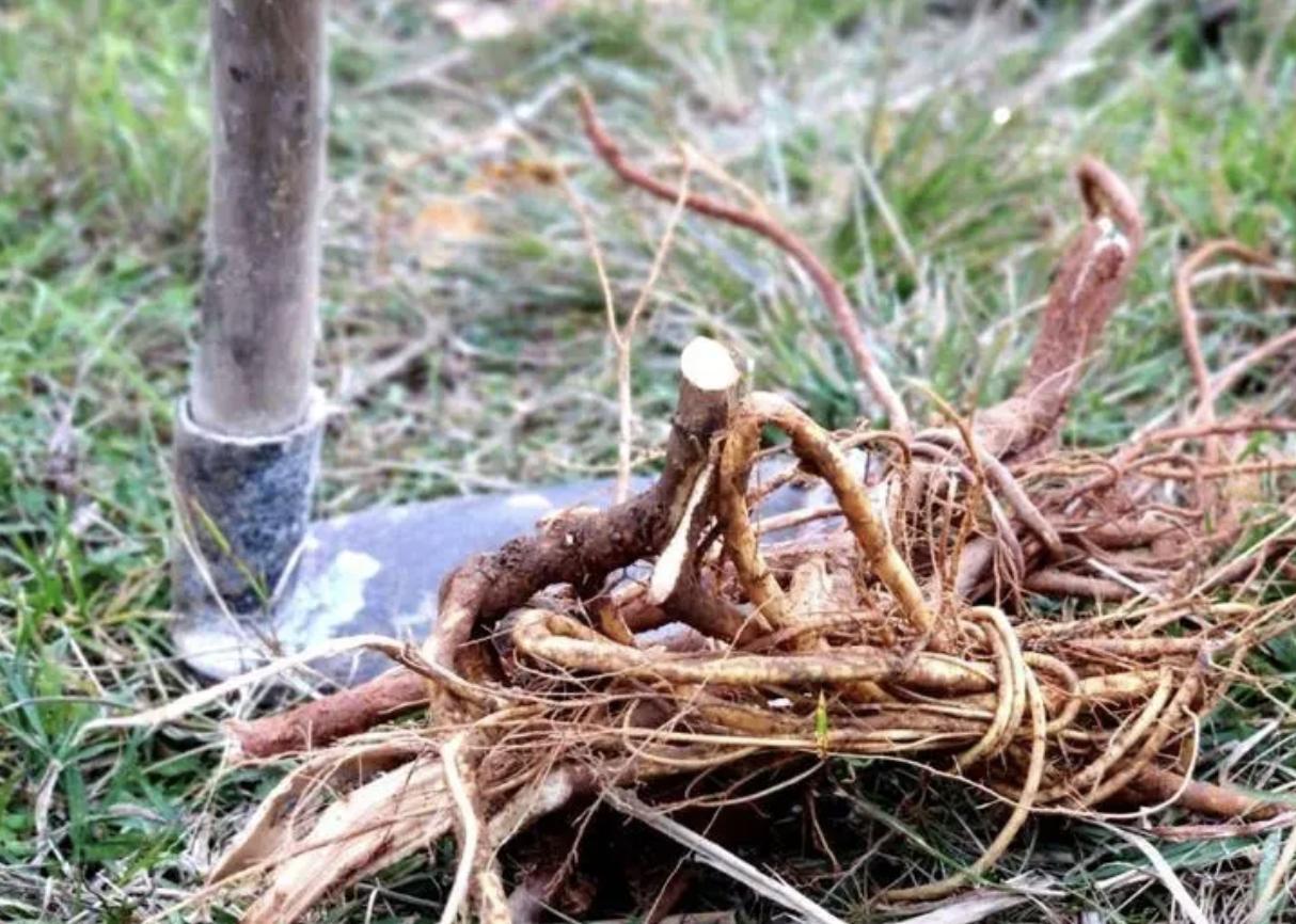 哪种植物能养活家里,五种大型植物家里就能养殖