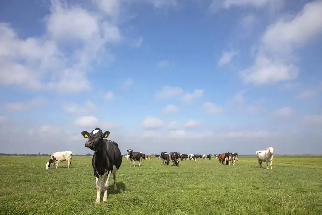 同每一吨碳较真，绝不拒收一滴合格生牛乳：蒙牛乳业的家国情怀