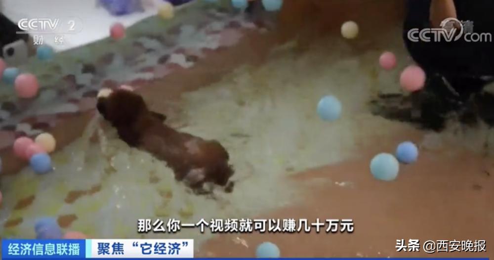 1个视频就能赚几十万元？！“它经济”火了