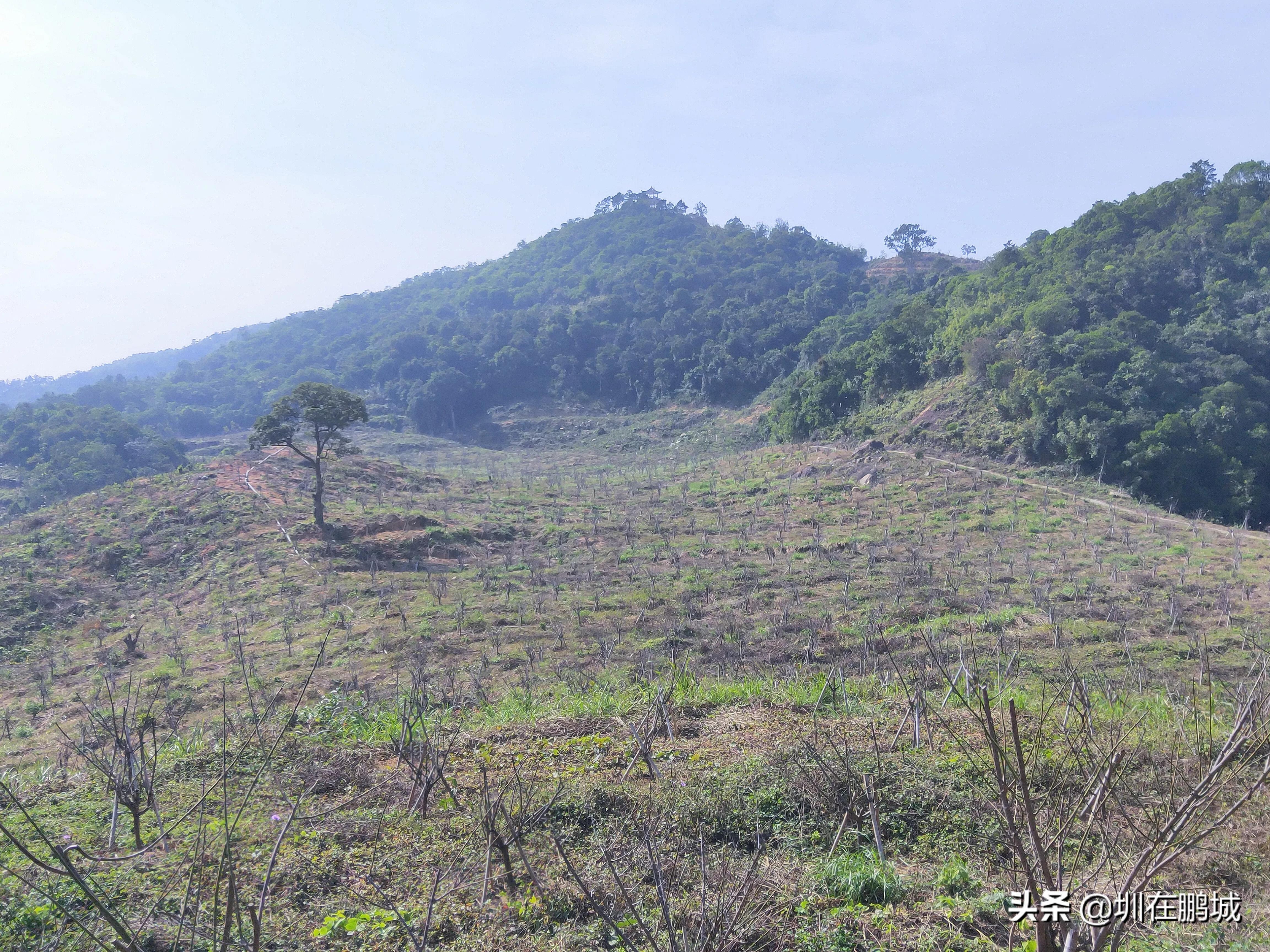 从马峦山穿越梅沙尖有多远,马峦山穿越坪山到大梅沙