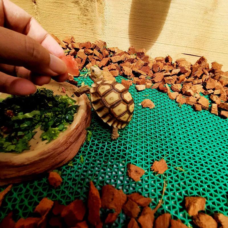 什么宠物对纯素食者最好,好养且可以食用的宠物有哪些