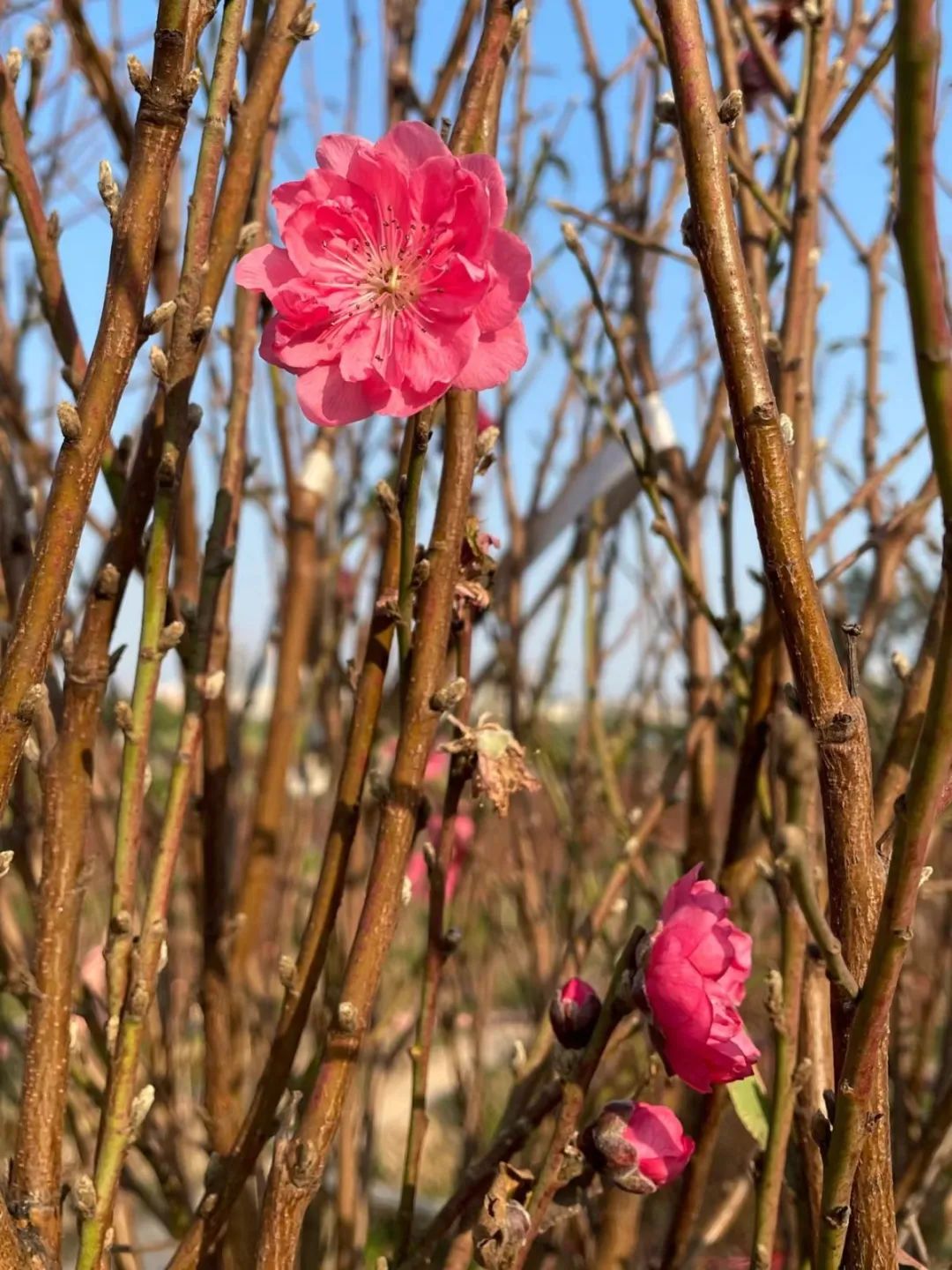 番禺赏花的地方,广州番禺踏春赏花好去处免费