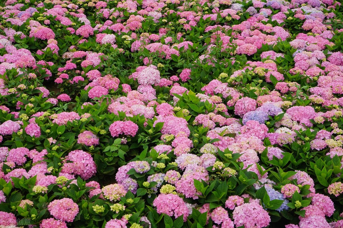 昆明星海半岛湿地公园免费开放吗,昆明的十大湿地公园有哪些好玩的