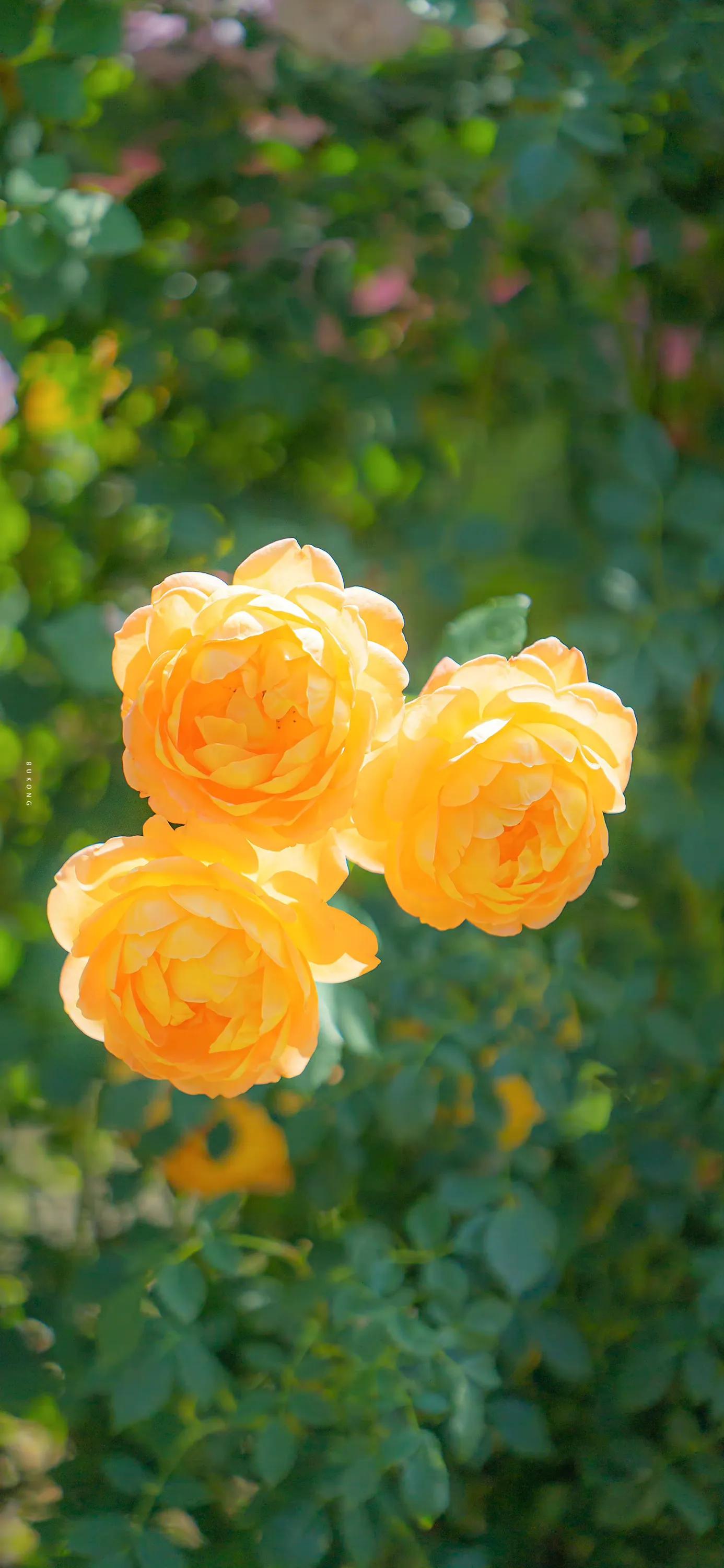 花朵壁纸高清全面屏,带花朵壁纸图片大全