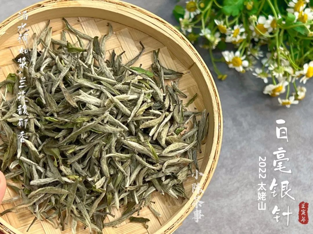 选购白毫银针只需看这5点,好的白毫银针质量鉴别