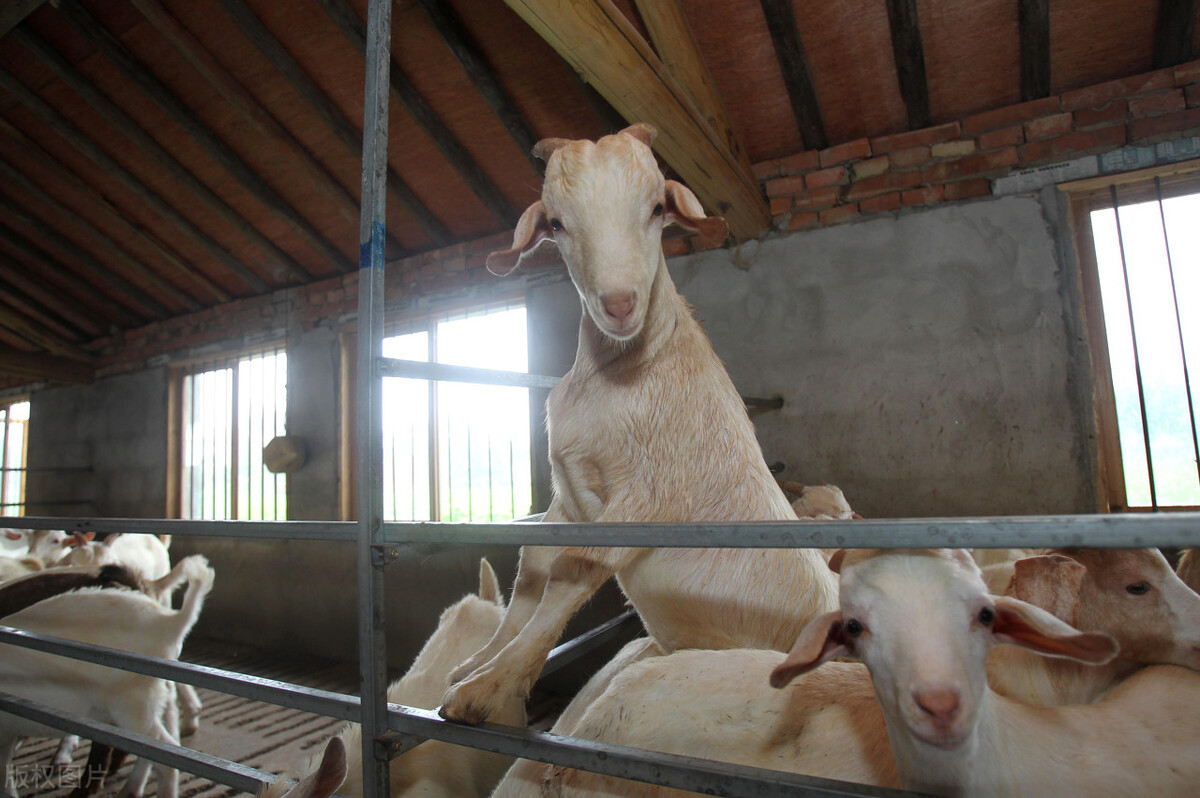 搜养羊技术资料和饲养方法,养羊快速育肥六措施