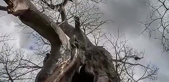 湖南男子身怀神奇解毒术,乡村教师自学中医为孩子以身试药