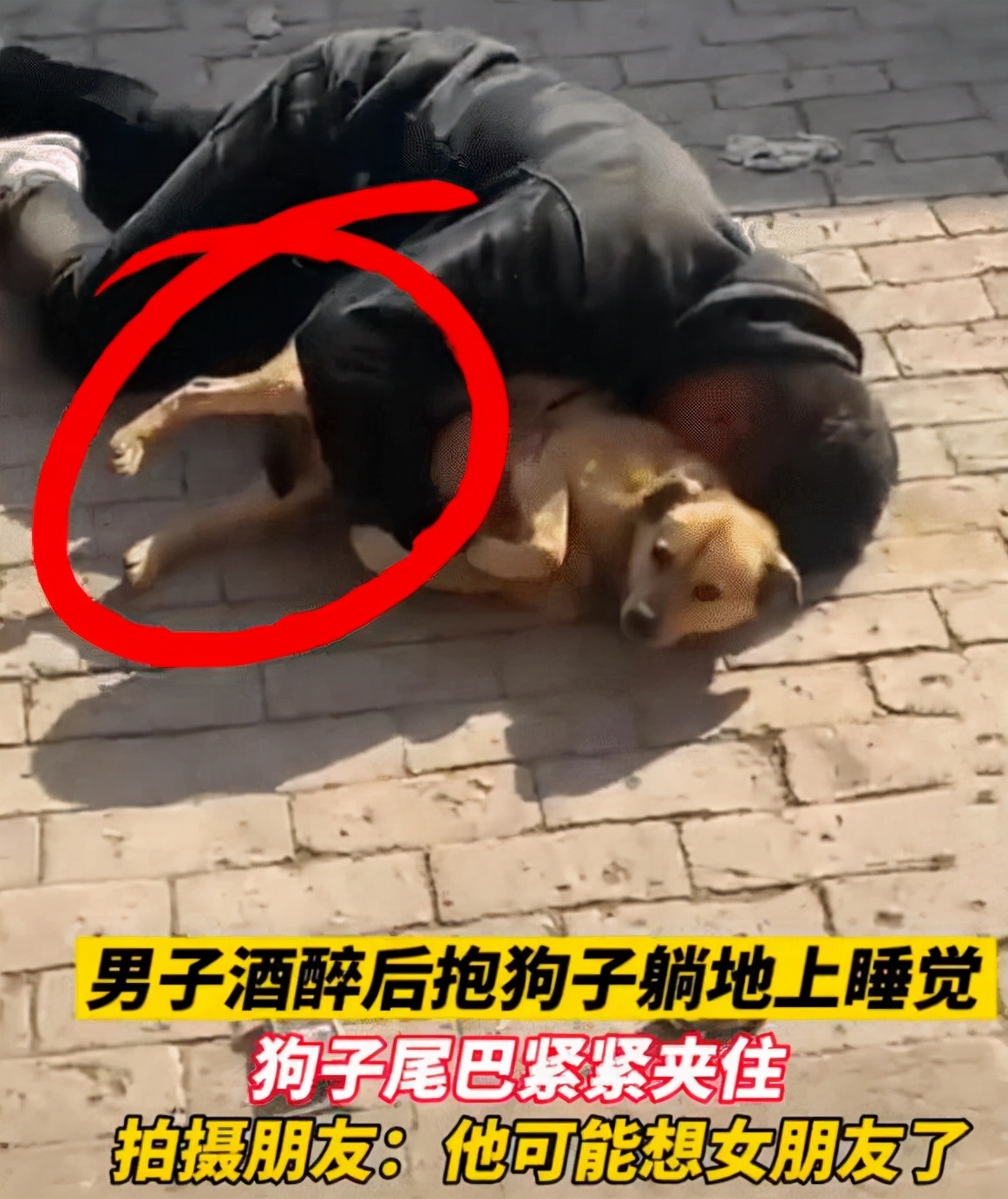河北邯郸男子喝醉抱狗,河北邯郸男子酒后抱着狗
