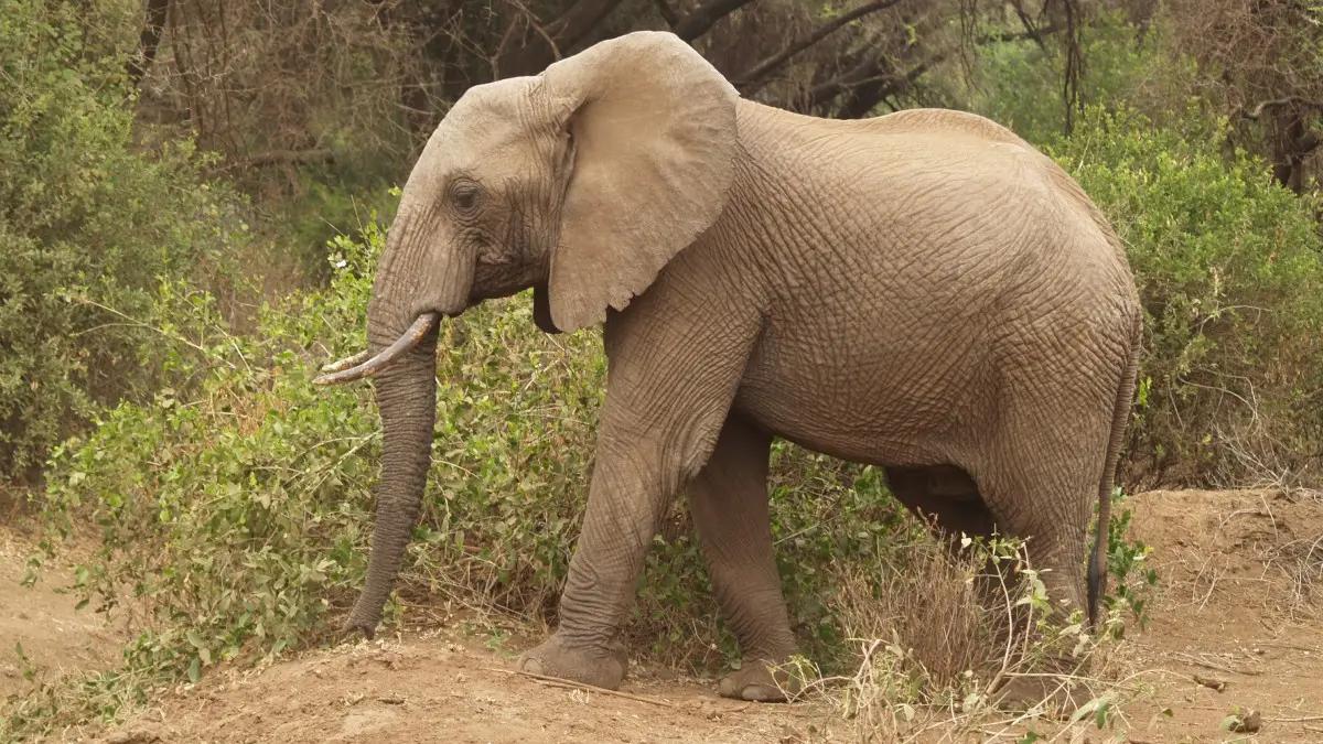 关于象棋起源的有趣传说,真实的象棋起源