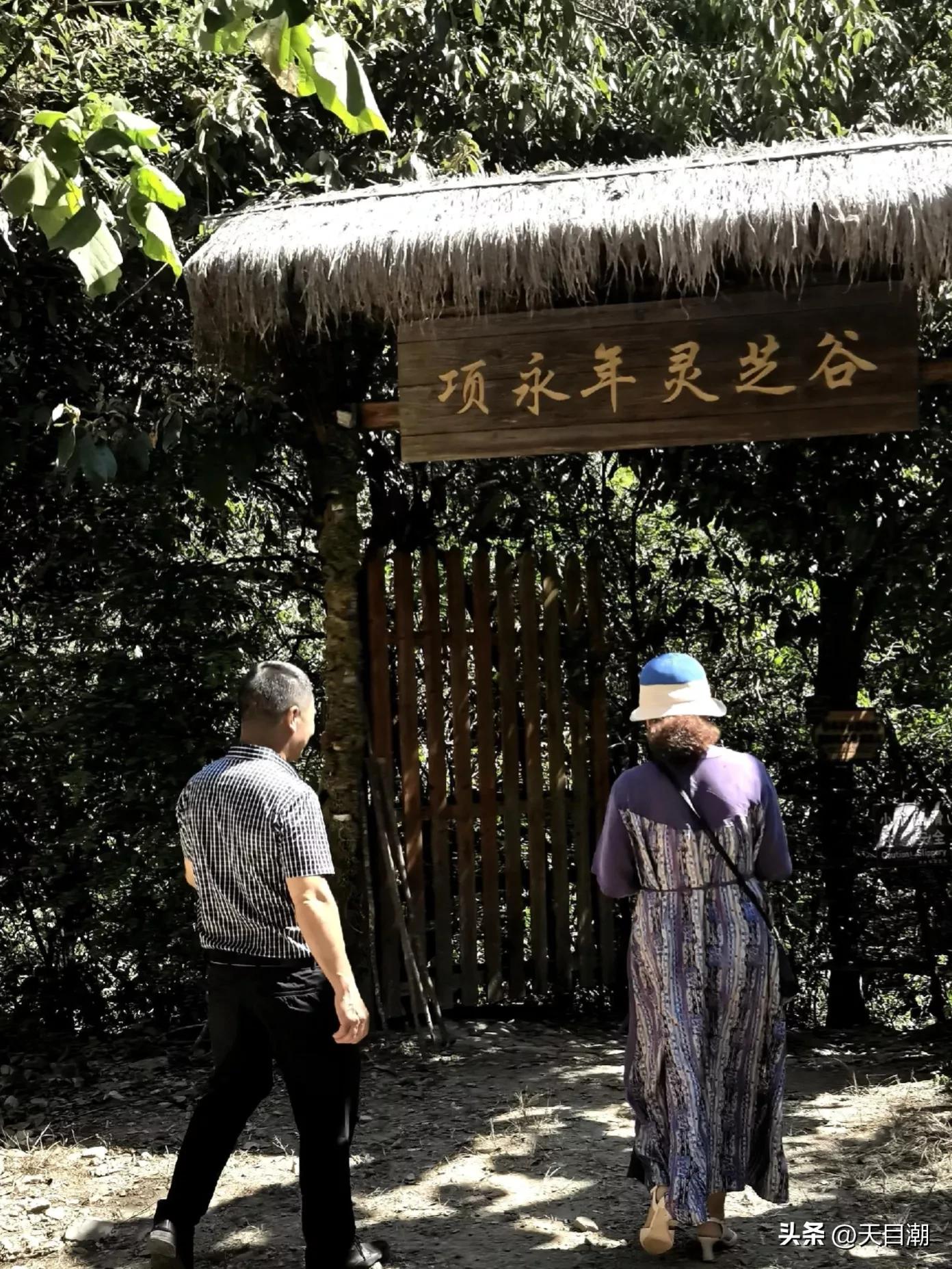 道是种植，却似野生一一项永年把灵芝栽种在百山祖国家公园野地里