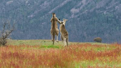 原来它们也有“性丑闻”,这片看完让我大开眼界