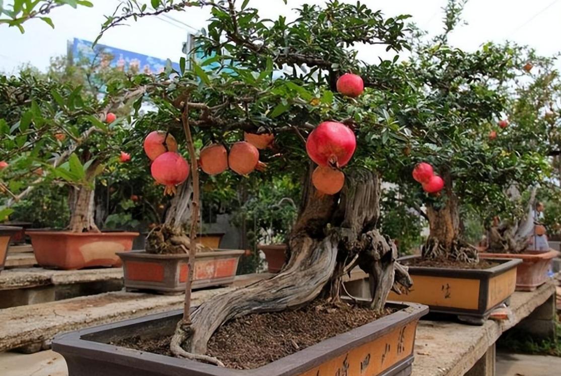 院落石榴树养护,石榴树风水与养护