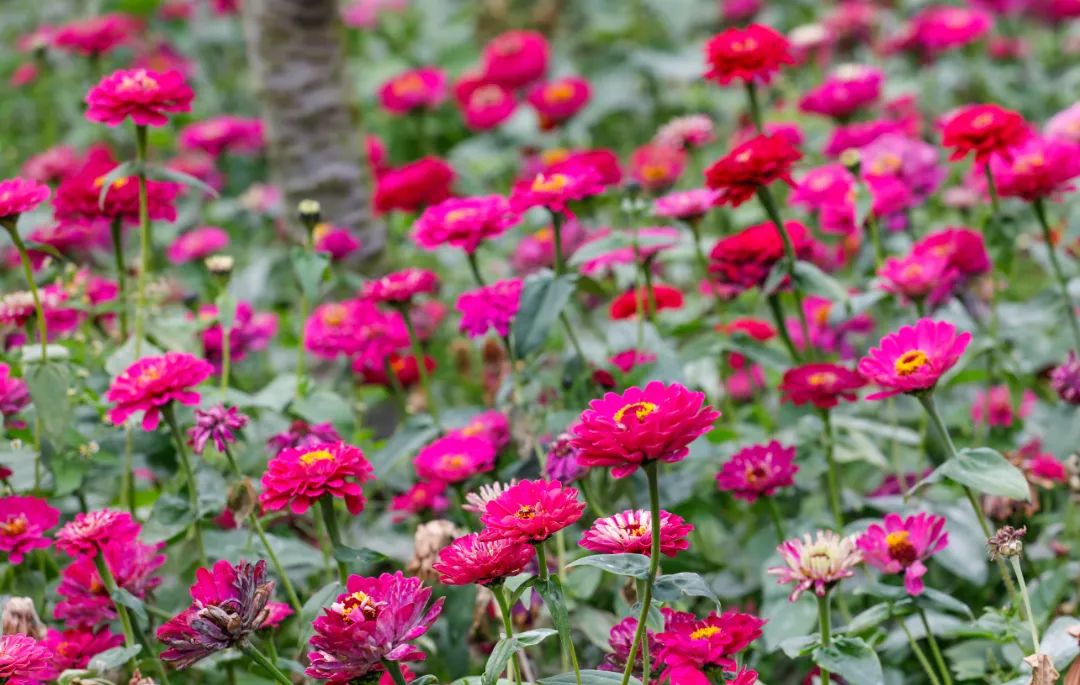 厦门春节旅游项目,厦门夕阳红旅游