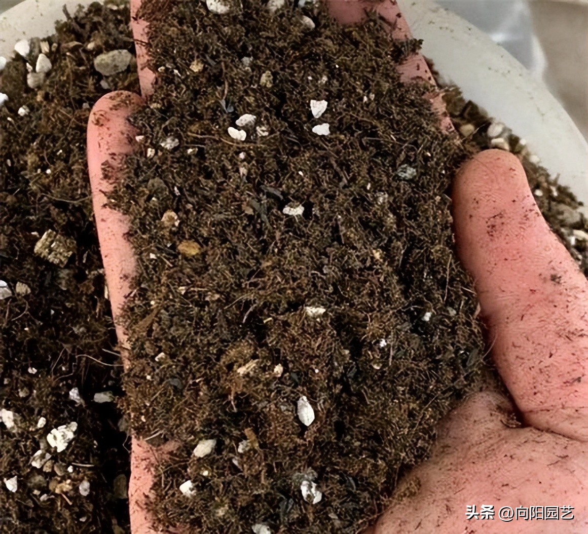 哪种进口泥炭土比较好,进口泥炭土大全