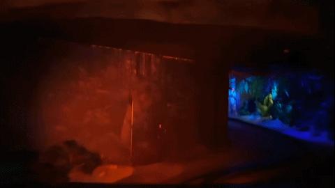 十部顶级丛林冒险电影勇敢者游戏,勇敢者游戏主题公园