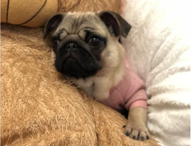 巴哥犬为什么很少人养,巴哥犬为什么看起来很忧郁