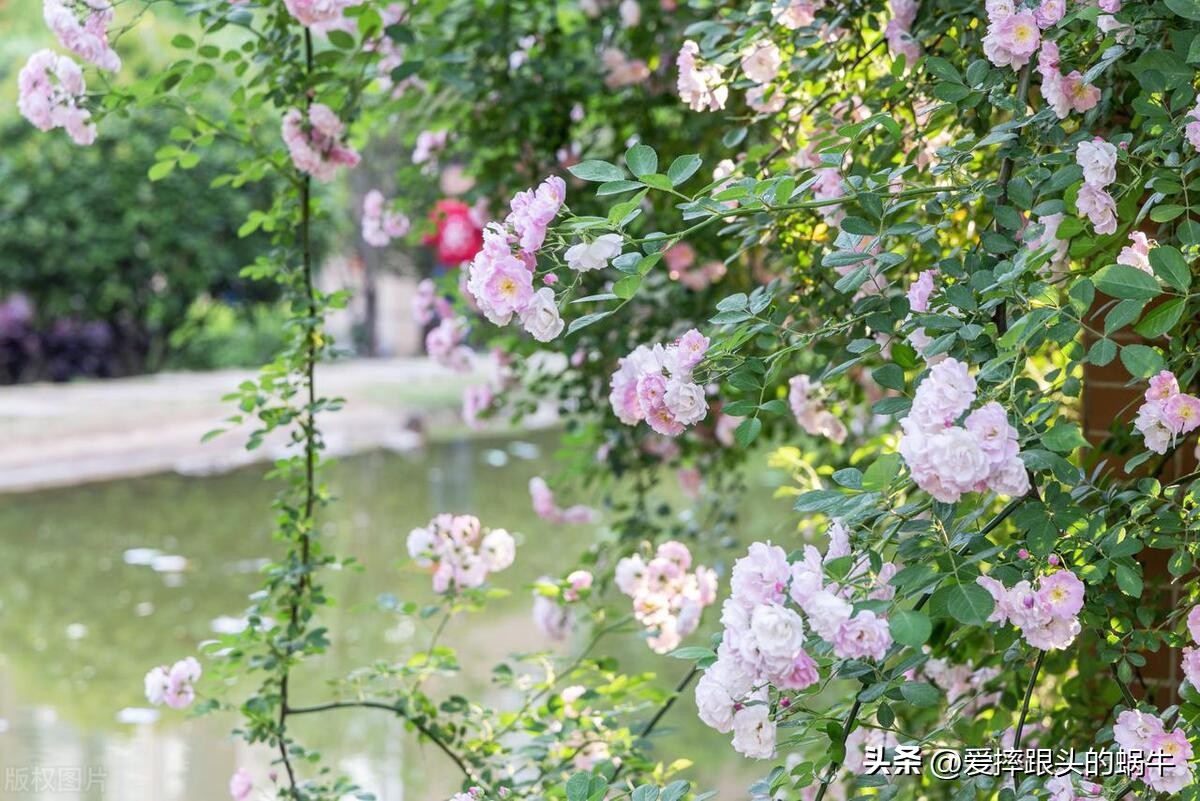 生如夏花灿烂的时候,生如夏花绚烂绽放歌曲视频
