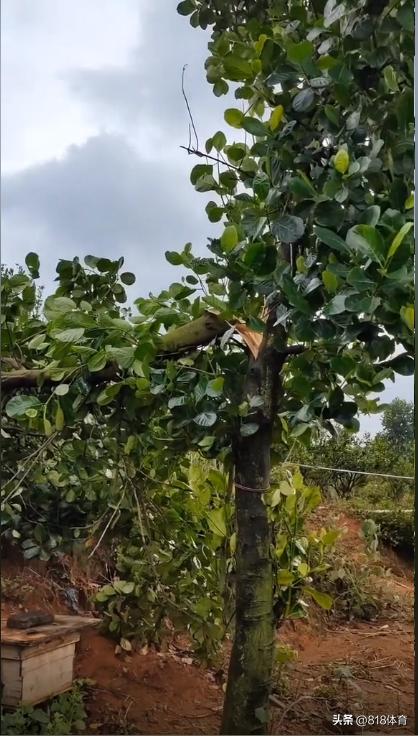 心疼!全红婵家遭台风重创,不少果树被吹断,父母合力修理破损房顶