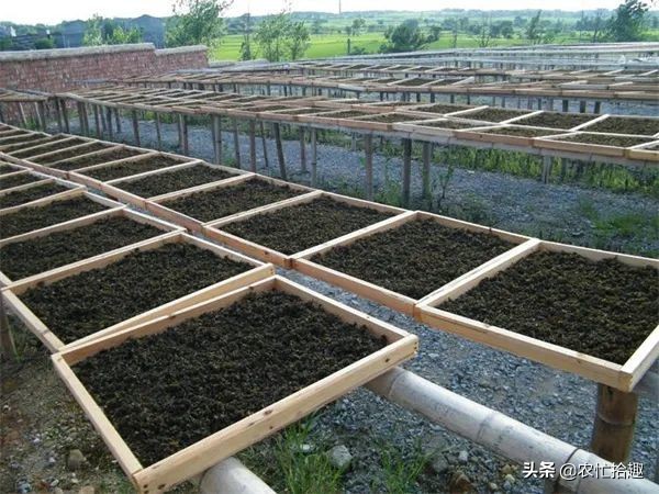 农村下雨后的野菜,下雨野外捡野菜视频
