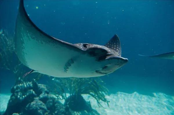 蓝色海景壁纸图片大全,海景壁纸4k超清全面屏