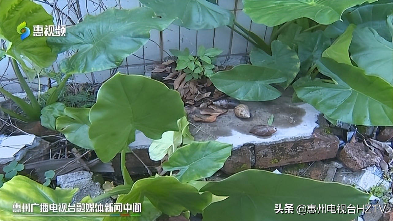 非洲大蜗牛出没雨后要小心