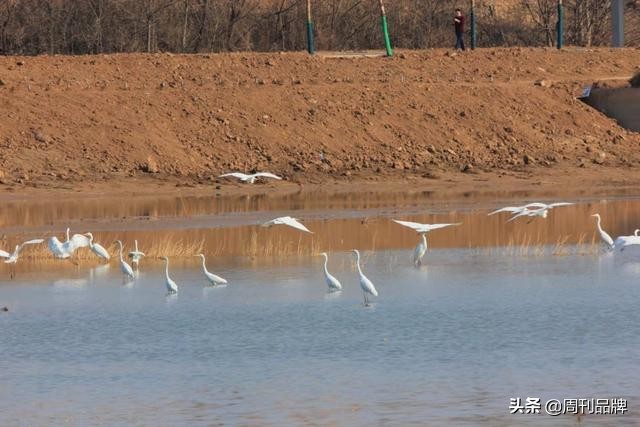 石川河畔生态美天蓝水碧白鹭飞