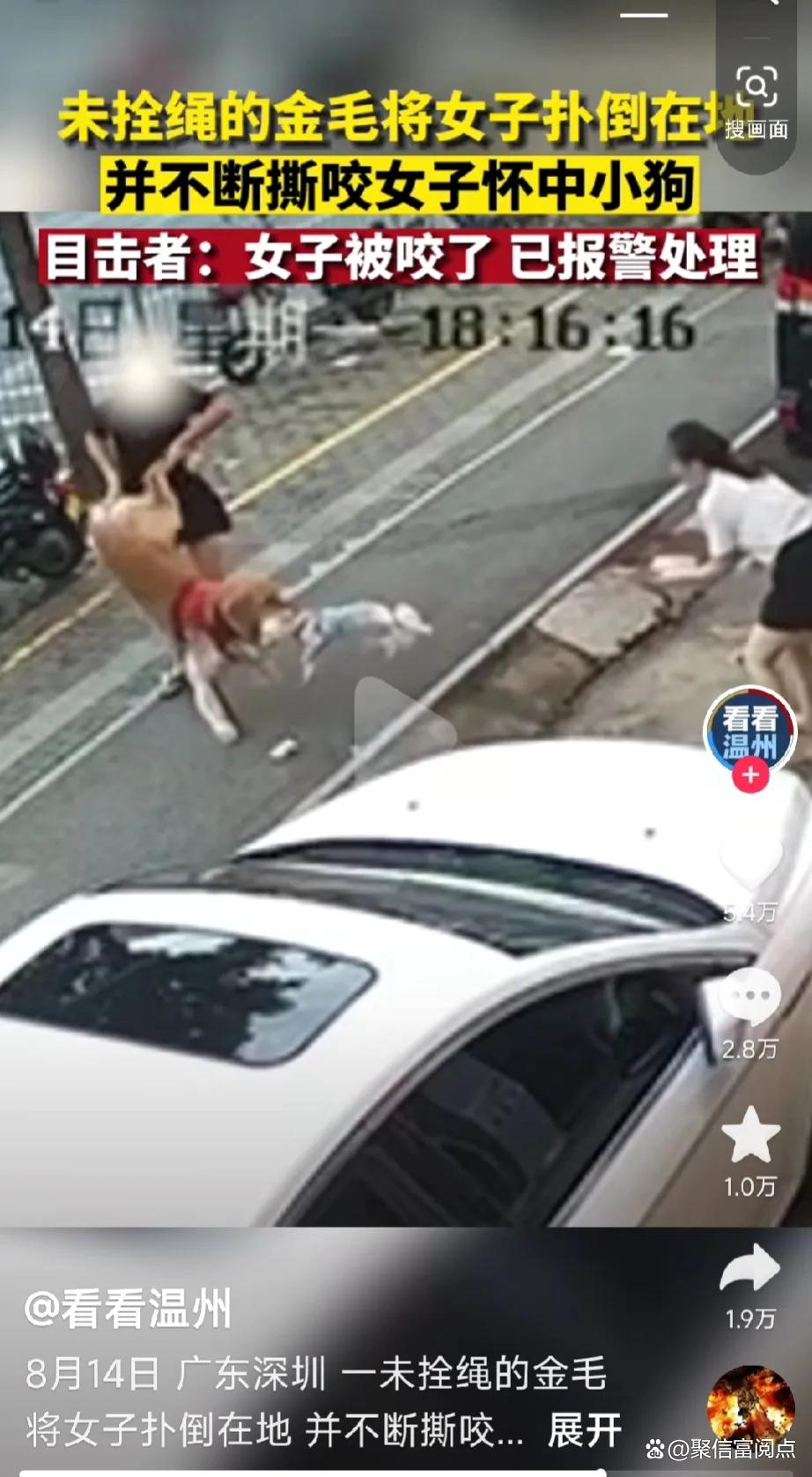 深圳无绳金毛突袭！狂暴金毛撕咬女子怀中小狗，惊险一刻引发热议